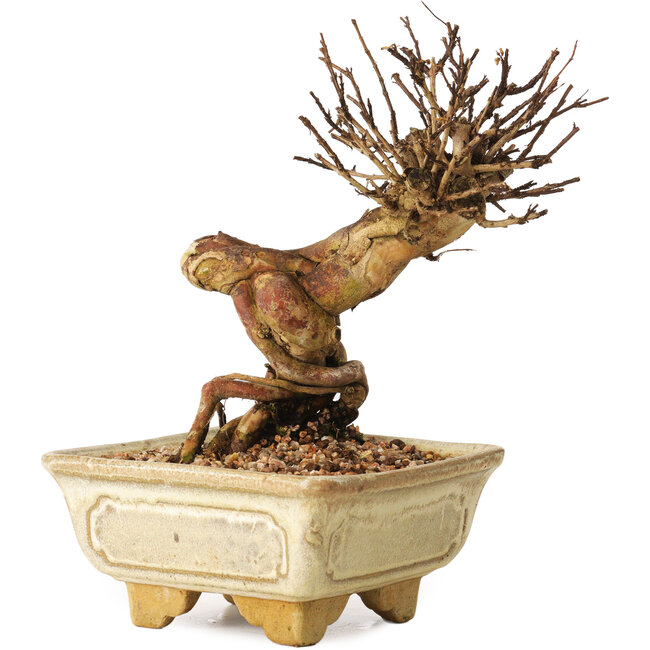 Lagerstroemia indica, 17 cm, ± 12 anni