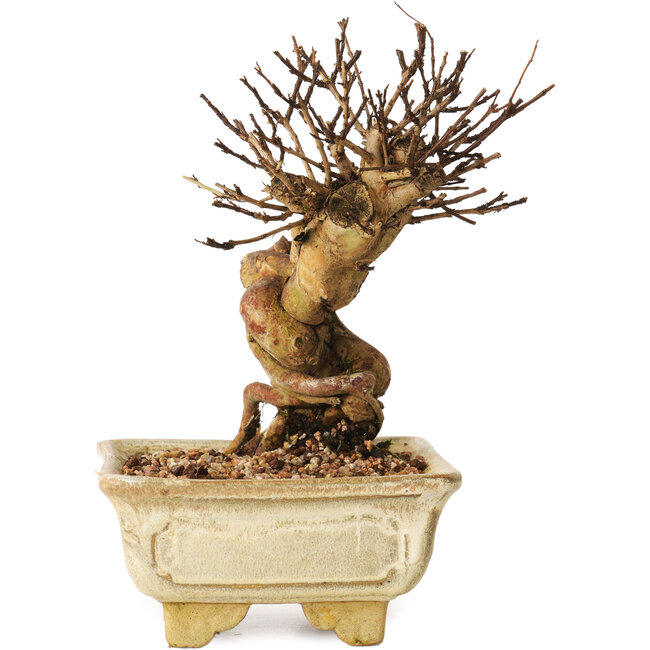 Lagerstroemia indica, 17 cm, ± 12 ans