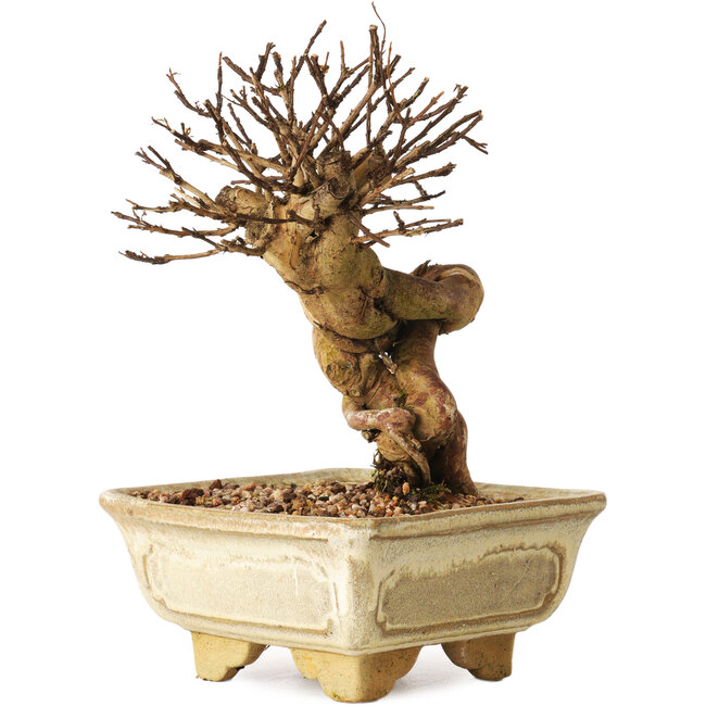 Lagerstroemia indica, 17 cm, ± 12 ans