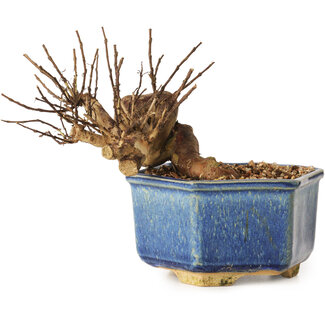 Lagerstroemia indica, 10 cm, ± 12 ans