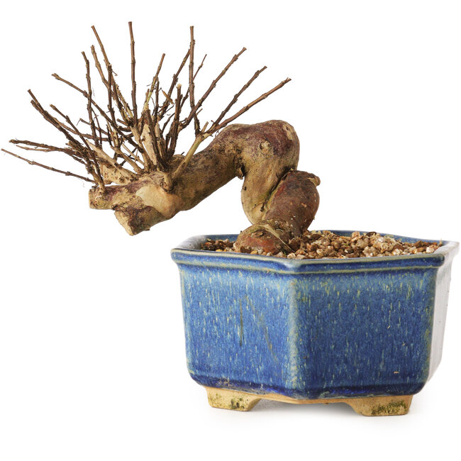 Lagerstroemia indica, 10 cm, ± 12 ans