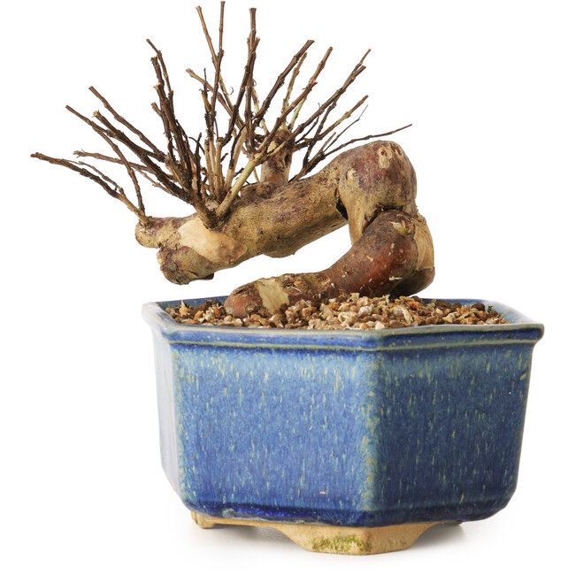 Lagerstroemia indica, 10 cm, ± 12 years old