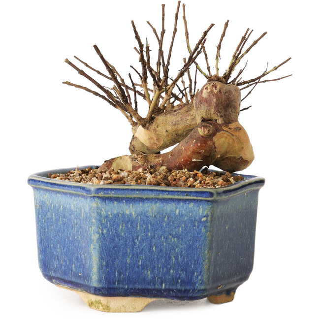 Lagerstroemia indica, 10 cm, ± 12 años de edad