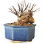 Lagerstroemia indica, 10 cm, ± 12 ans