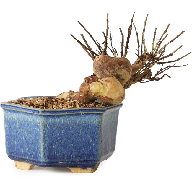 Lagerstroemia indica, 10 cm, ± 12 years old