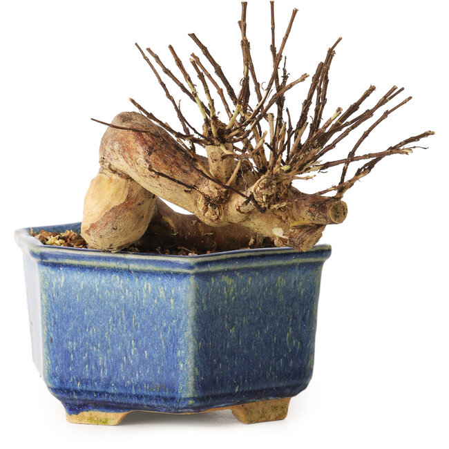 Lagerstroemia indica, 10 cm, ± 12 years old