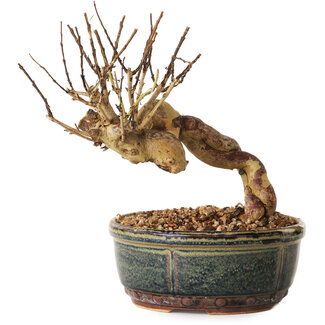 Lagerstroemia indica, 14 cm, ± 12 ans