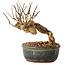Lagerstroemia indica, 14 cm, ± 12 ans