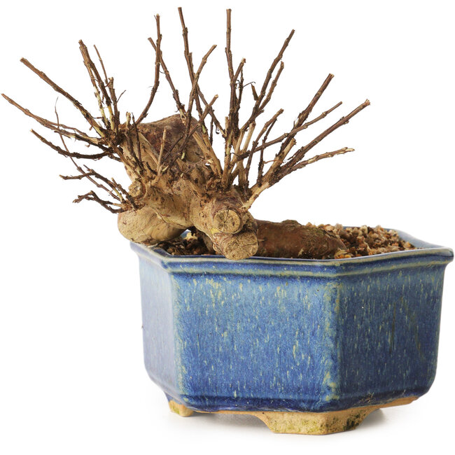 Lagerstroemia indica, 10 cm, ± 12 ans