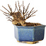 Lagerstroemia indica, 10 cm, ± 12 ans