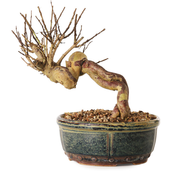 Lagerstroemia indica, 14 cm, ± 12 ans