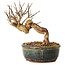 Lagerstroemia indica, 14 cm, ± 12 ans