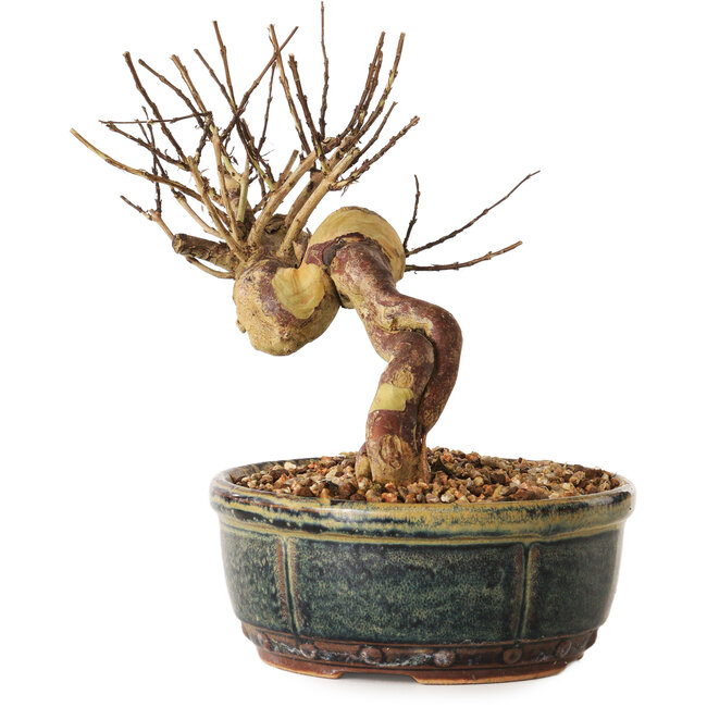 Lagerstroemia indica, 14 cm, ± 12 ans