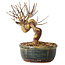 Lagerstroemia indica, 14 cm, ± 12 ans