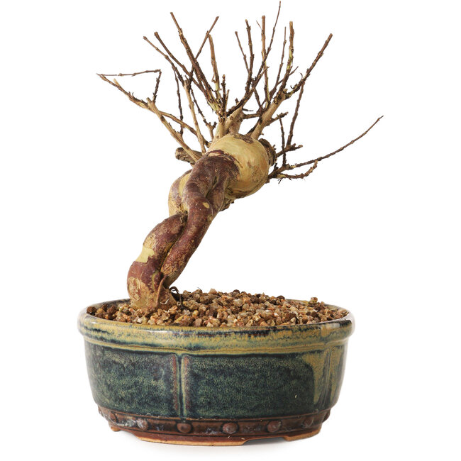 Lagerstroemia indica, 14 cm, ± 12 ans