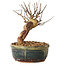 Lagerstroemia indica, 14 cm, ± 12 ans