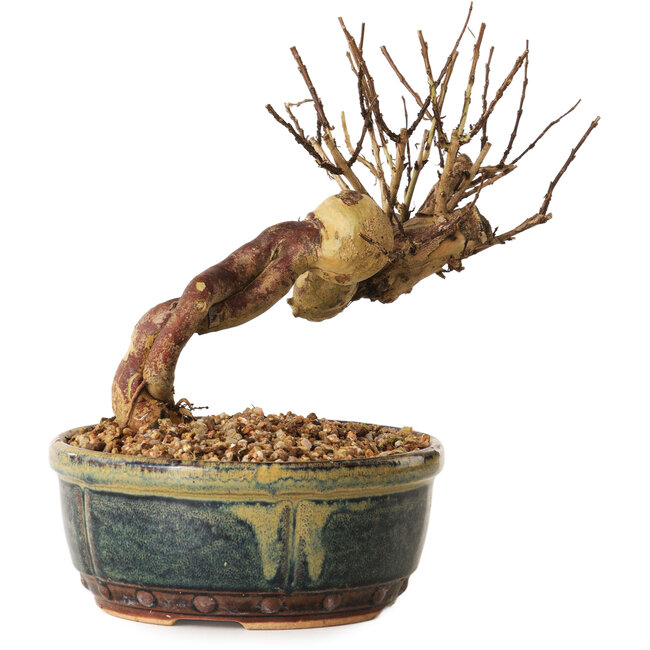 Lagerstroemia indica, 14 cm, ± 12 ans