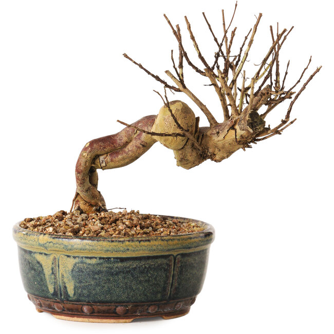 Lagerstroemia indica, 14 cm, ± 12 jaar oud