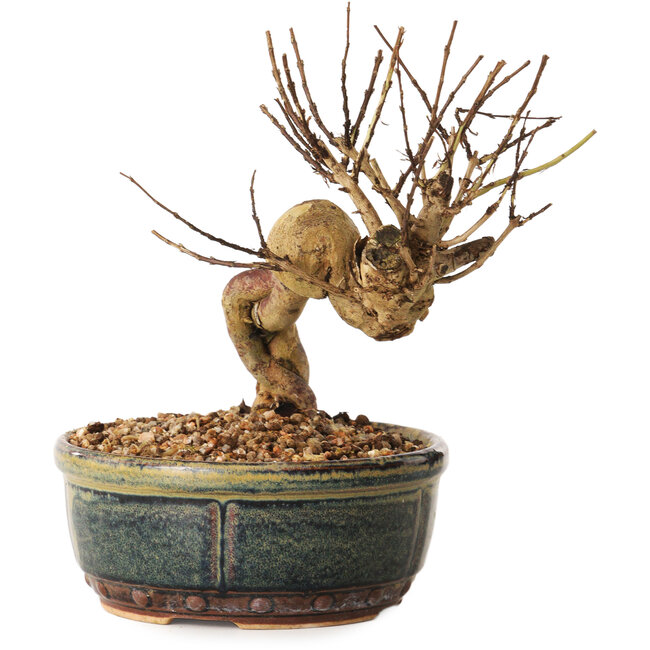 Lagerstroemia indica, 14 cm, ± 12 ans
