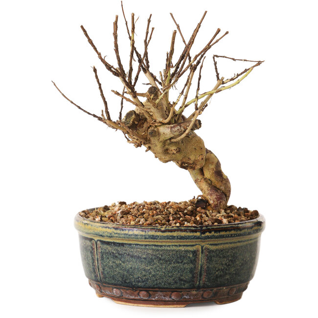 Lagerstroemia indica, 14 cm, ± 12 ans