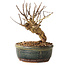Lagerstroemia indica, 14 cm, ± 12 ans