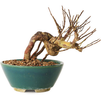 Lagerstroemia indica, 12 cm, ± 12 jaar oud