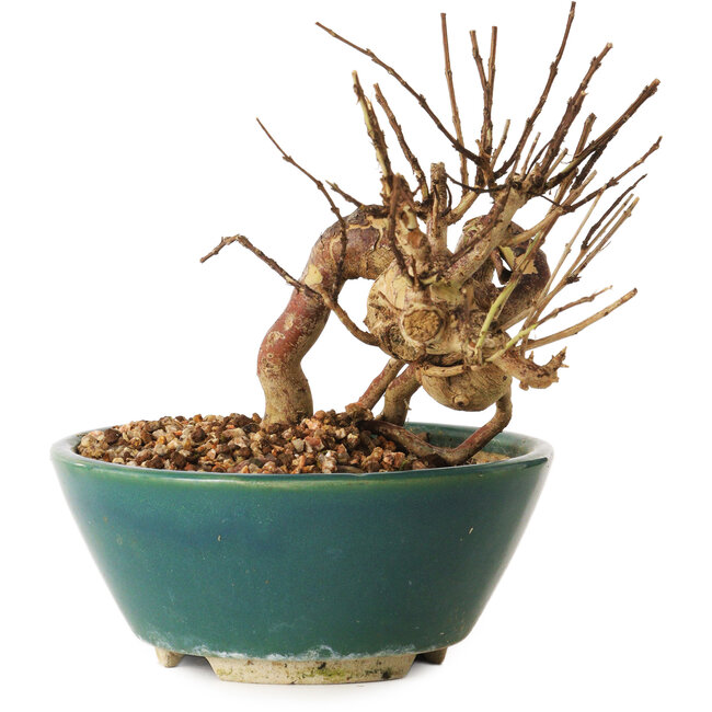 Lagerstroemia indica, 12 cm, ± 12 anni