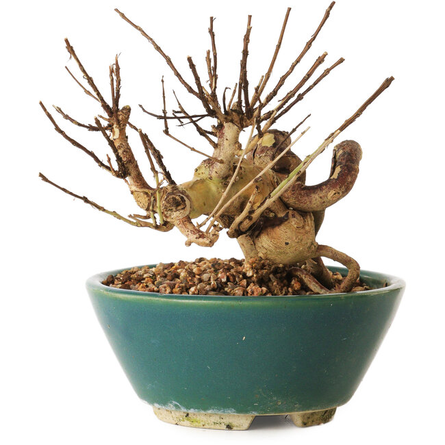 Lagerstroemia indica, 12 cm, ± 12 ans