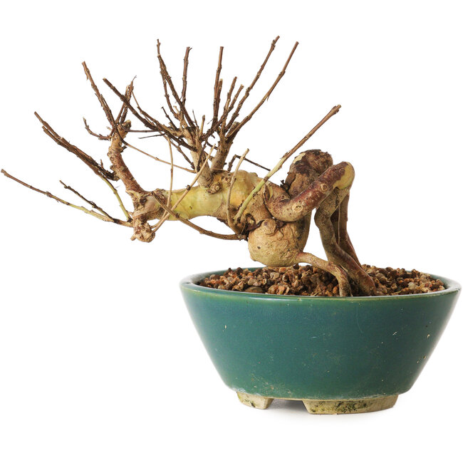 Lagerstroemia indica, 12 cm, ± 12 ans