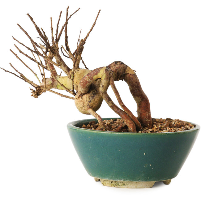 Lagerstroemia indica, 12 cm, ± 12 ans