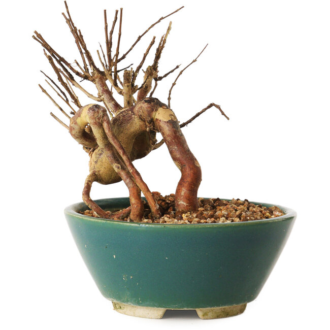 Lagerstroemia indica, 12 cm, ± 12 Jahre alt