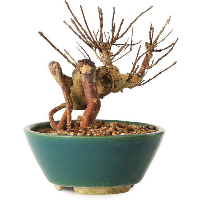 Lagerstroemia indica, 12 cm, ± 12 jaar oud