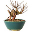 Lagerstroemia indica, 12 cm, ± 12 ans