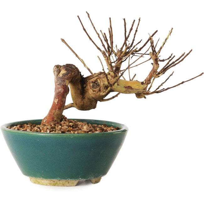 Lagerstroemia indica, 12 cm, ± 12 ans