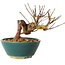 Lagerstroemia indica, 12 cm, ± 12 ans