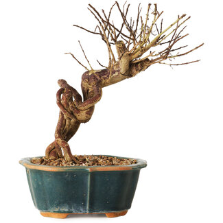 Lagerstroemia indica, 18 cm, ± 12 ans