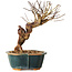 Lagerstroemia indica, 18 cm, ± 12 ans