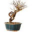 Lagerstroemia indica, 18 cm, ± 12 ans