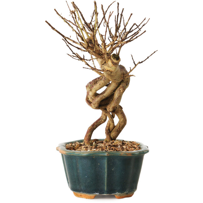 Lagerstroemia indica, 18 cm, ± 12 anni