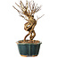 Lagerstroemia indica, 18 cm, ± 12 ans