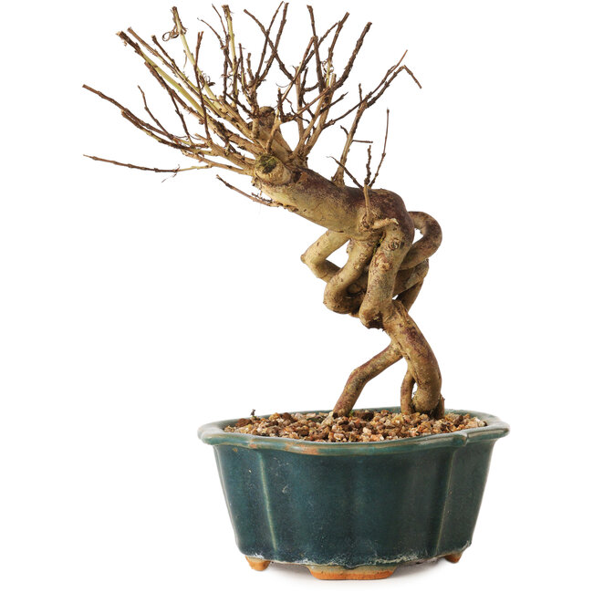 Lagerstroemia indica, 18 cm, ± 12 años de edad