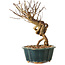 Lagerstroemia indica, 18 cm, ± 12 ans
