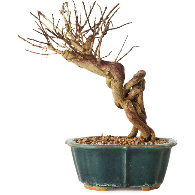 Lagerstroemia indica, 18 cm, ± 12 Jahre alt