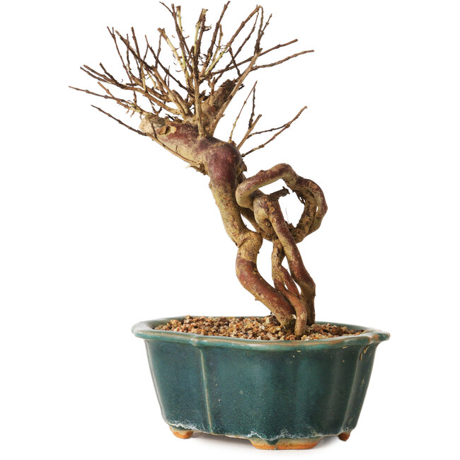 Lagerstroemia indica, 18 cm, ± 12 anni