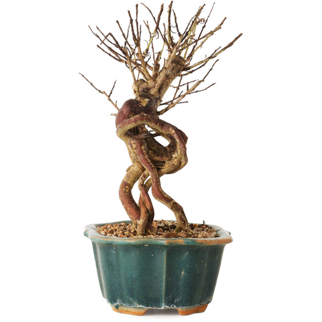 Lagerstroemia indica, 18 cm, ± 12 years old