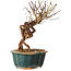 Lagerstroemia indica, 18 cm, ± 12 ans