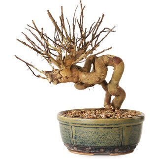 Lagerstroemia indica, 17 cm, ± 12 años de edad