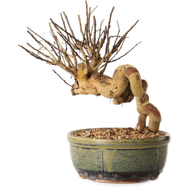 Lagerstroemia indica, 17 cm, ± 12 years old