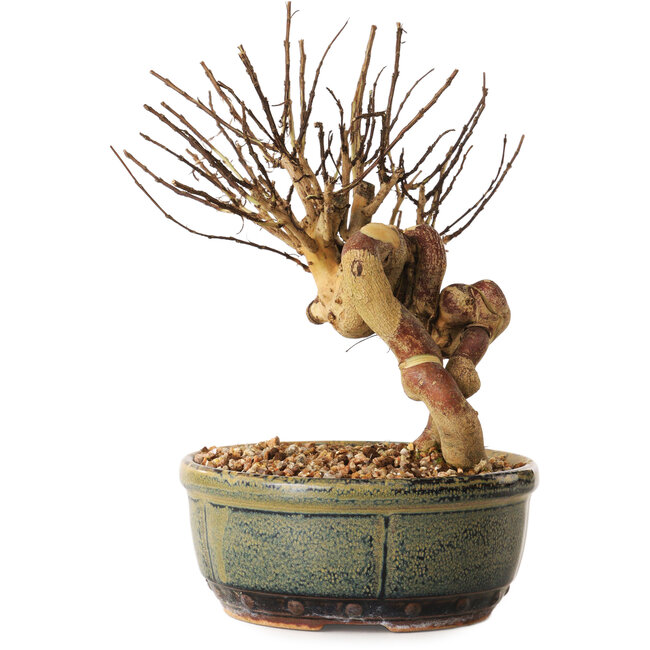 Lagerstroemia indica, 17 cm, ± 12 jaar oud