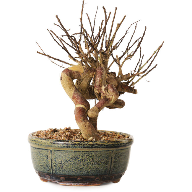 Lagerstroemia indica, 17 cm, ± 12 ans